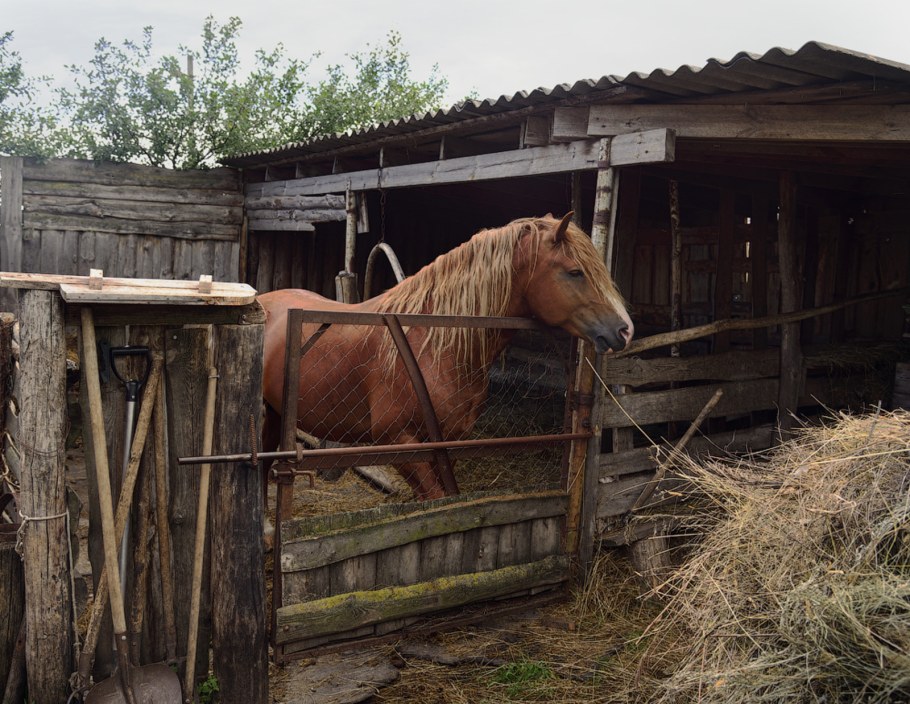 Лошадки в деревне