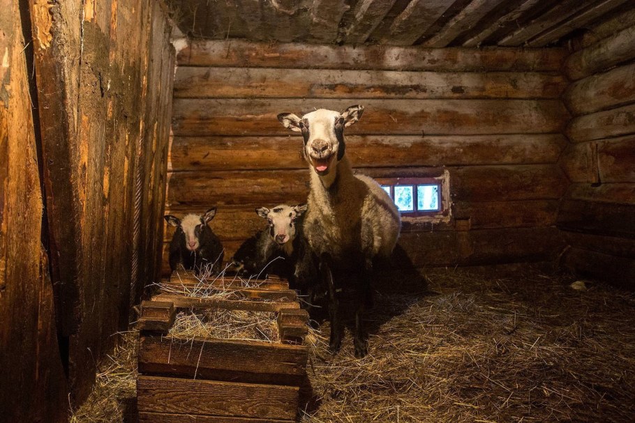 Хлев для скота