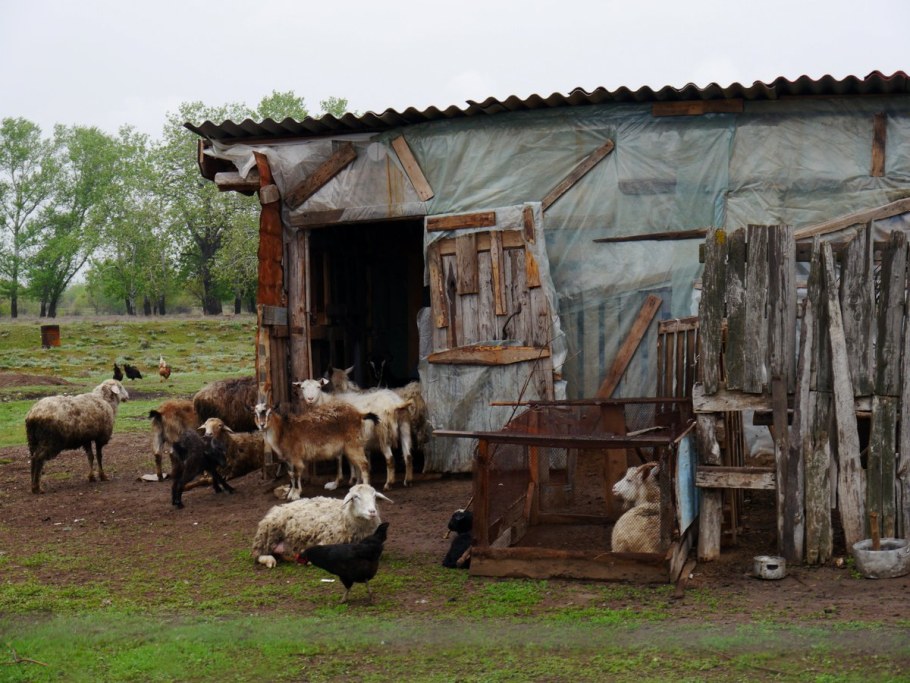 Сарай для животных