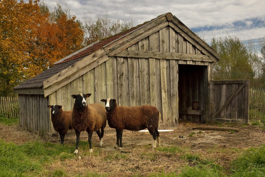 Сарай для скота