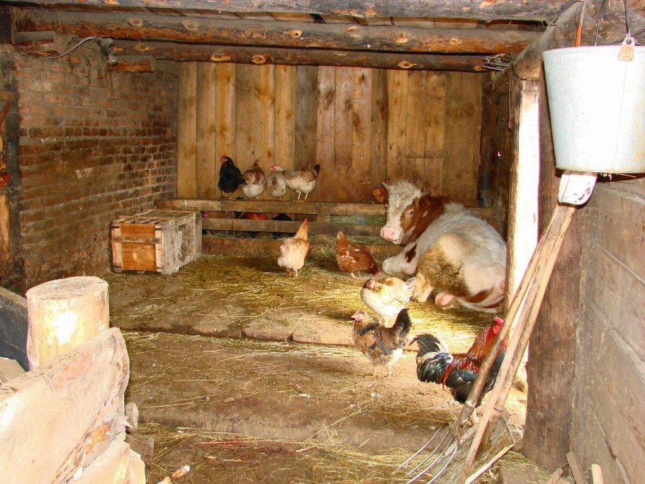 Хлев для скота
