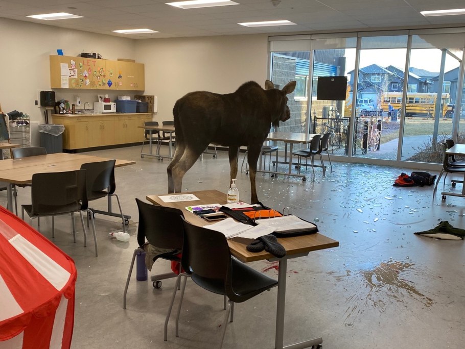 Лось из Канады