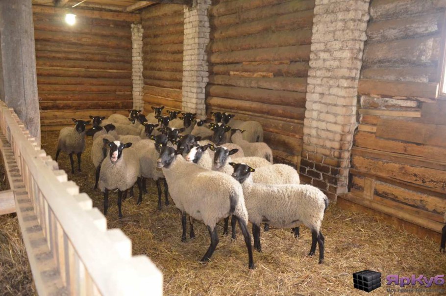 Овчарня для Баранов