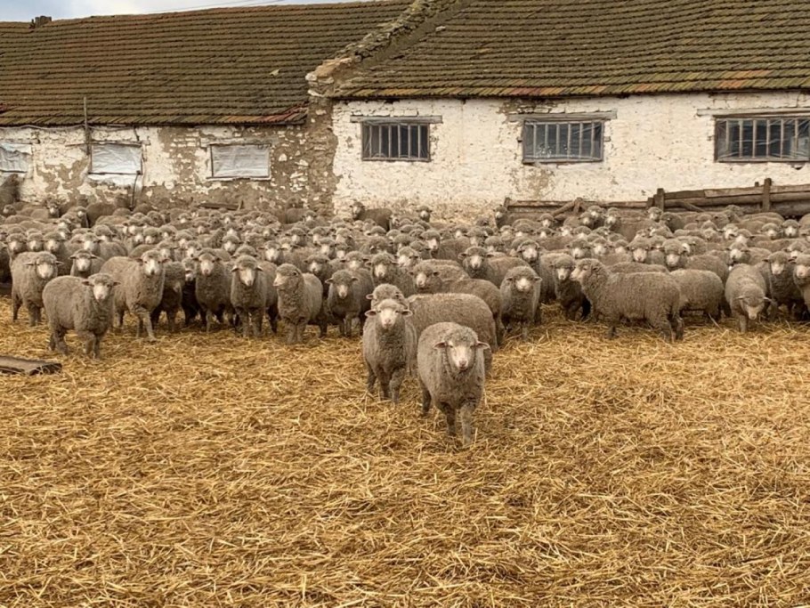 Овцеводство овчарня