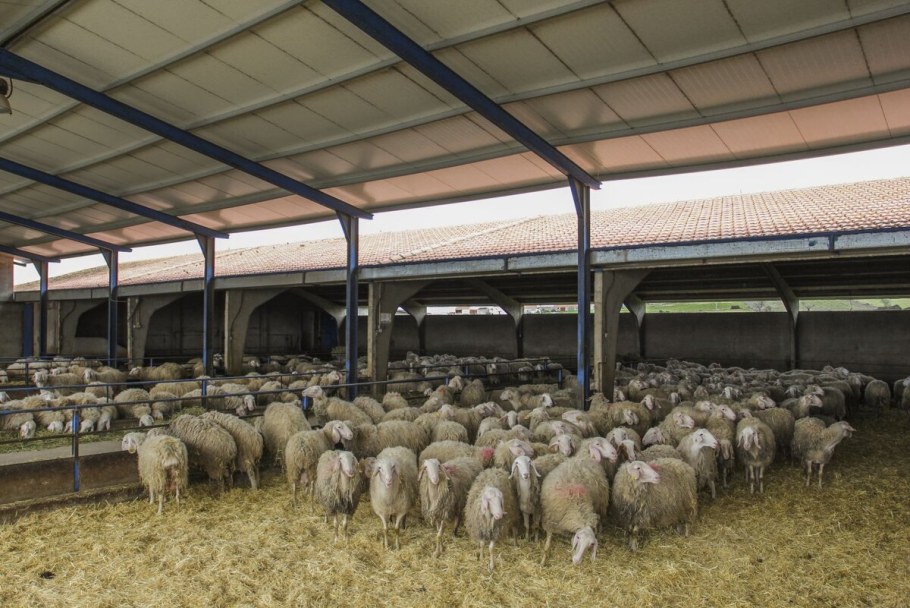 Овцеферма Мираторг