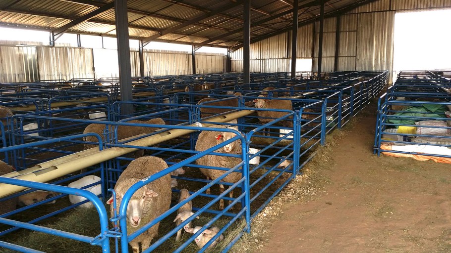 Овчарня для Баранов