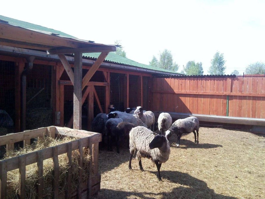 Овчарня романовских овец
