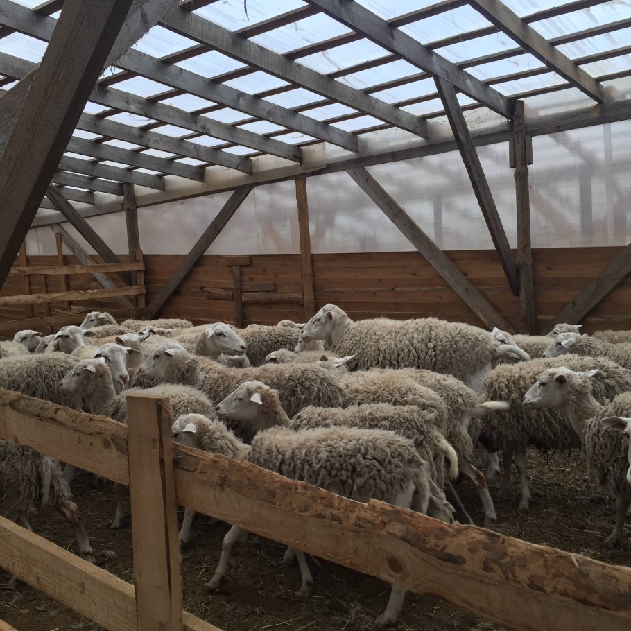 Мясная ферма в Парицах