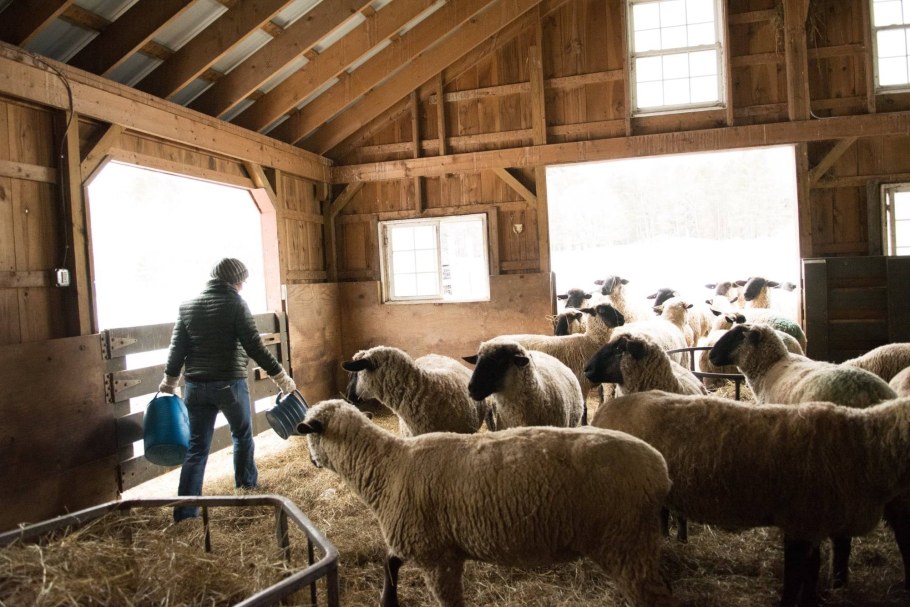 Хлев овец коз Баранов