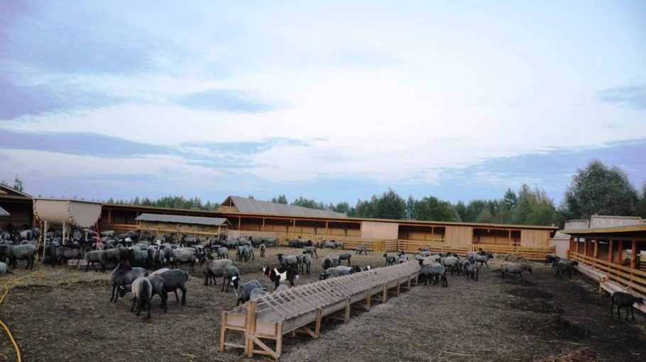 Проект овцефермы фермы