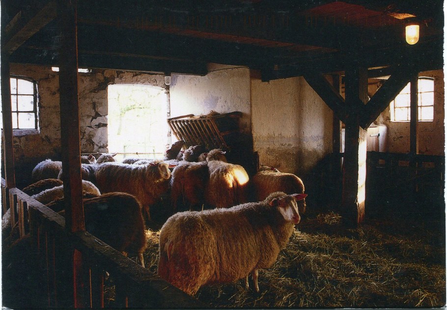 Овчарня для Баранов