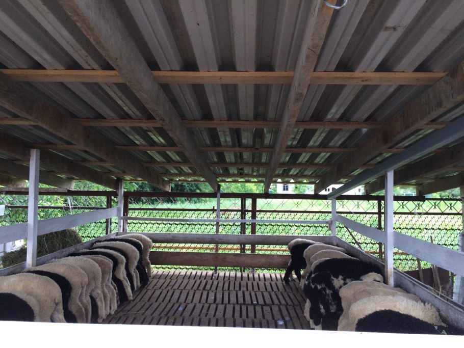Помещение для овец