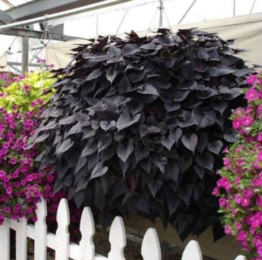 Ипомея батат ампельная