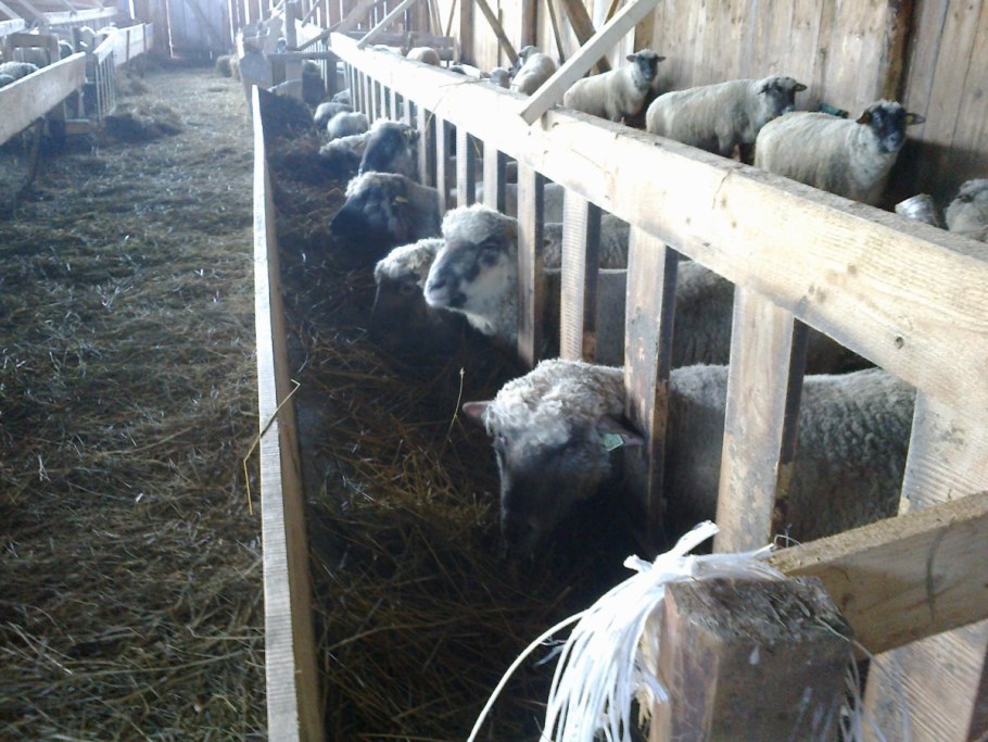 Стойлово-пастбищное содержание овец