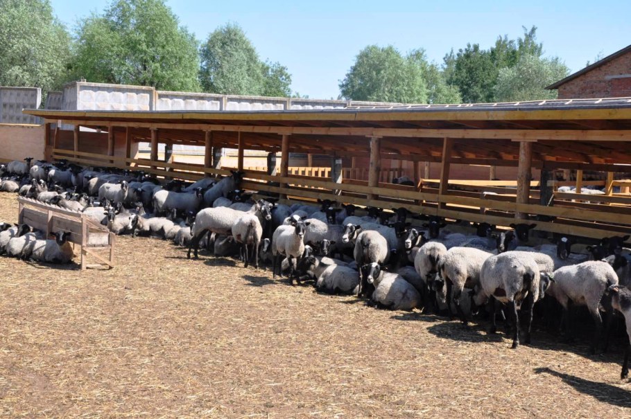 Овцеводство овчарня