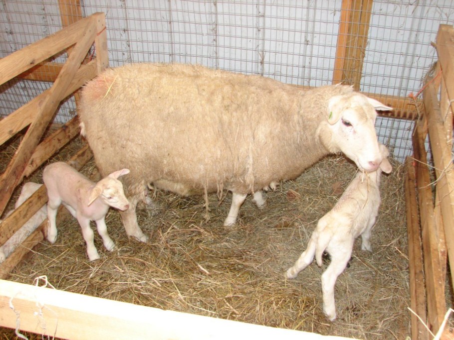 Овчарня для Баранов