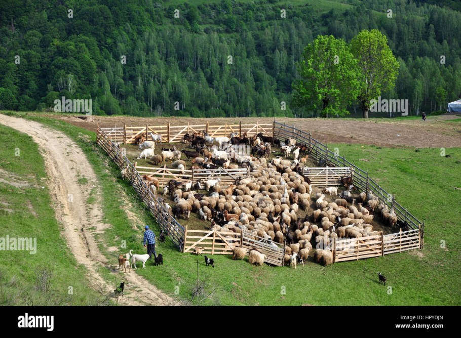 Летний лагерь для овец