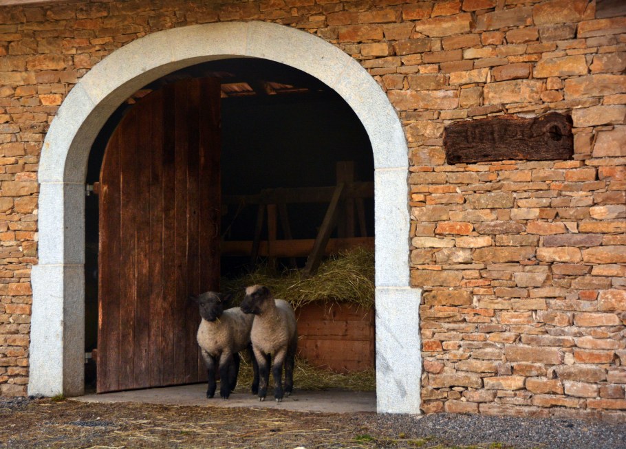 Хлев для овец