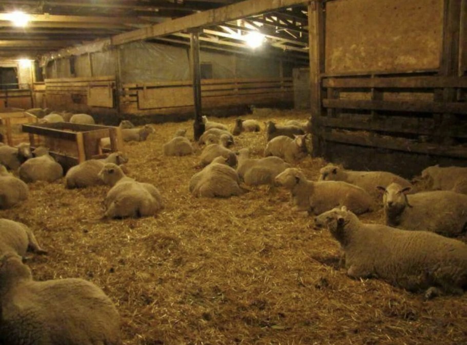 Овцеводство ферма