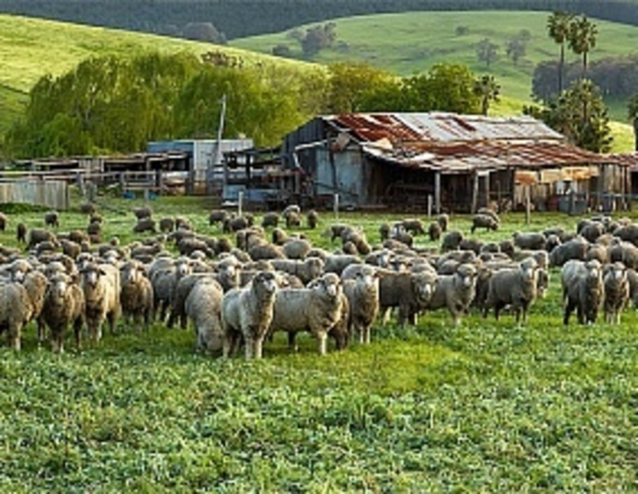Летний загон для Баранов