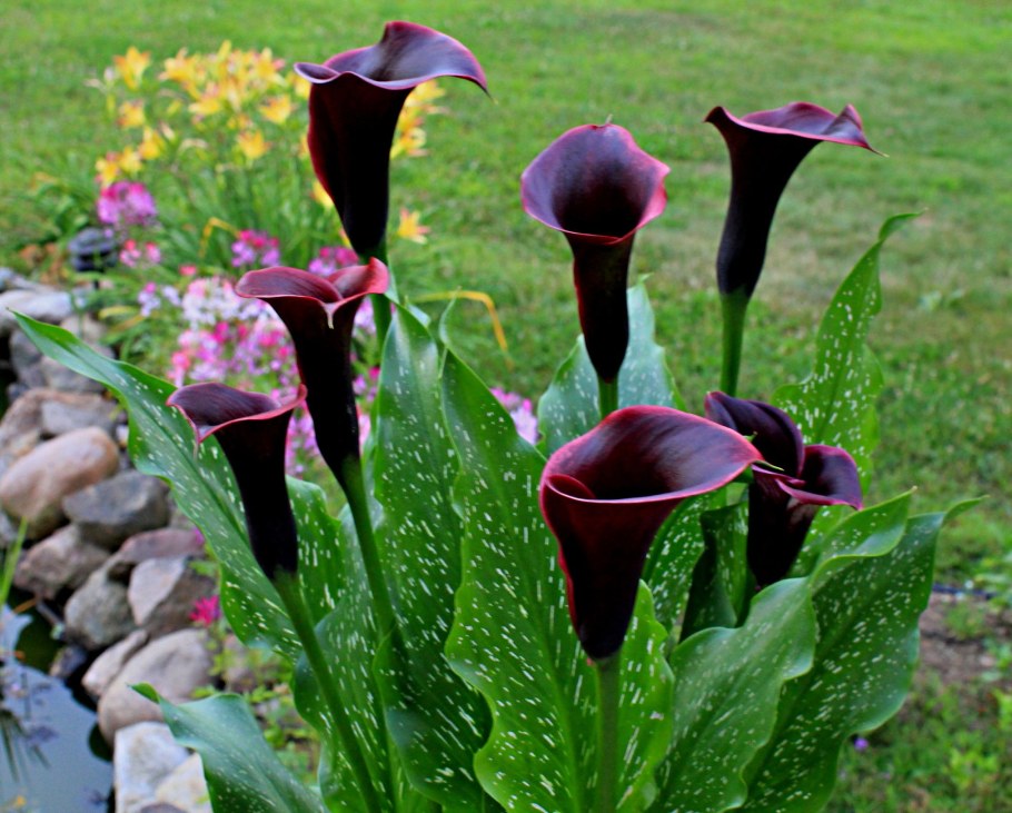 Калла Монте Карло