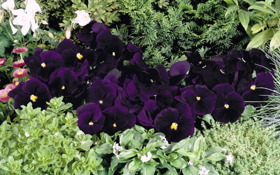 Виола Виттрока в саду