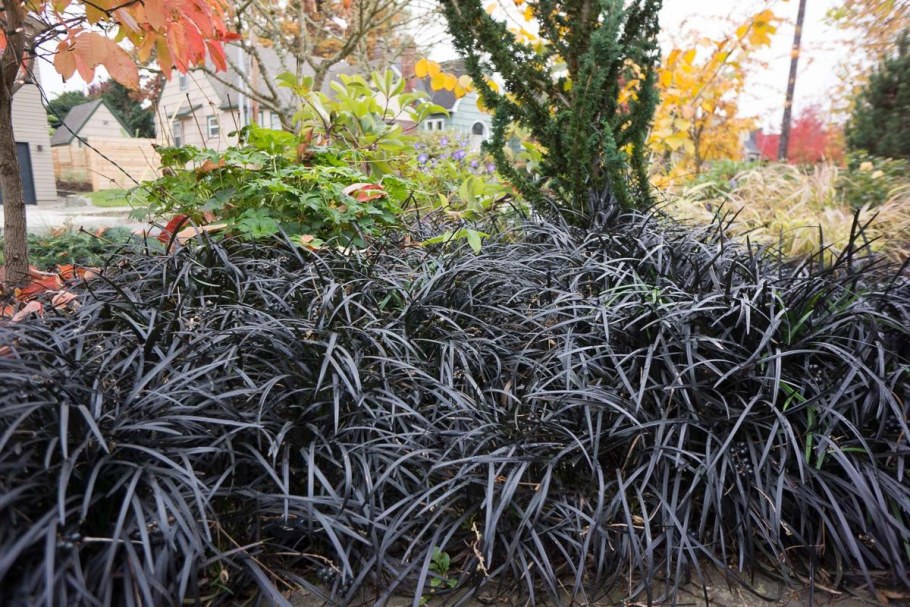 Офиопогон Нигресценс