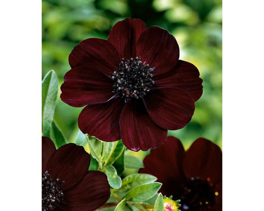 Космея atrosanguineus