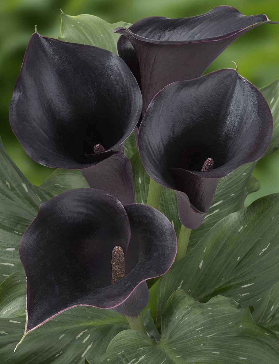 Калла Captain Beretta