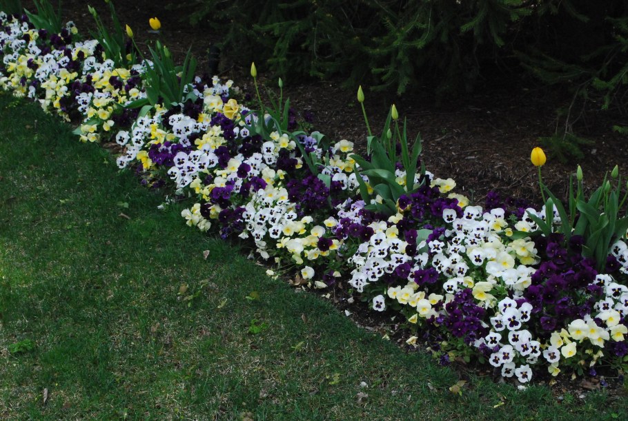 Алиссум и Виола