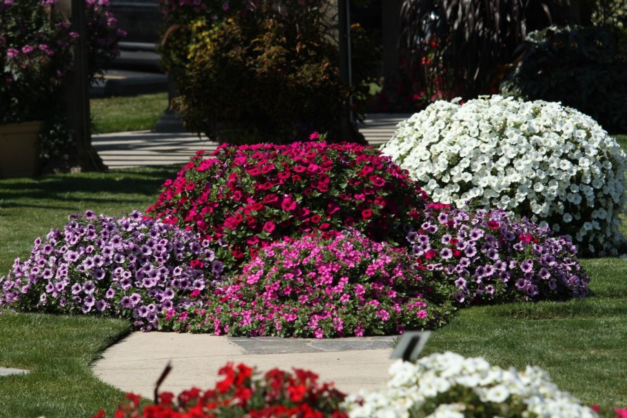 Петуния Королевская клумба