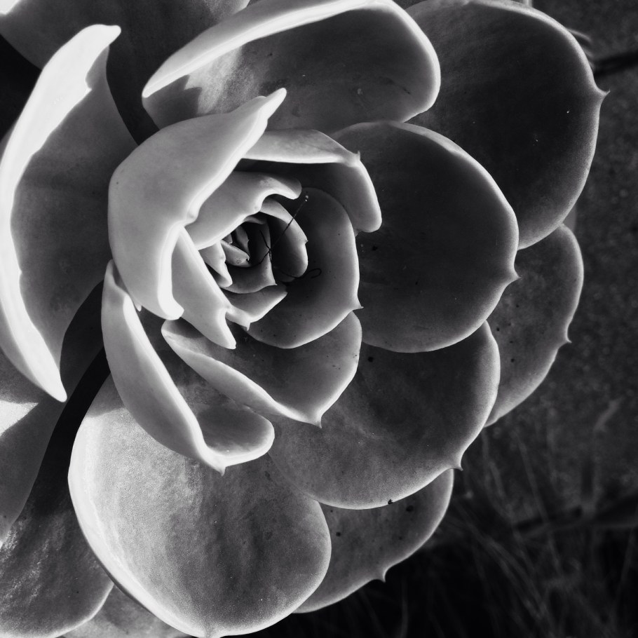 Монохромные снимки