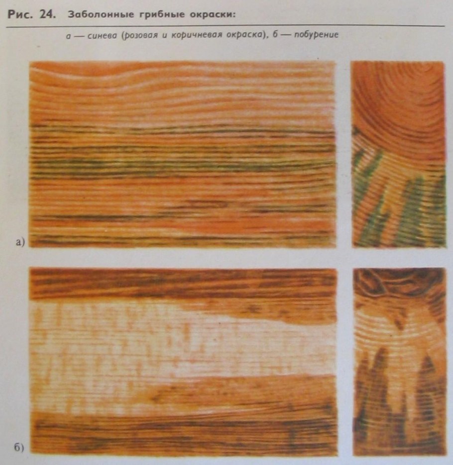 Грибные поражения древесины заболонные окраски