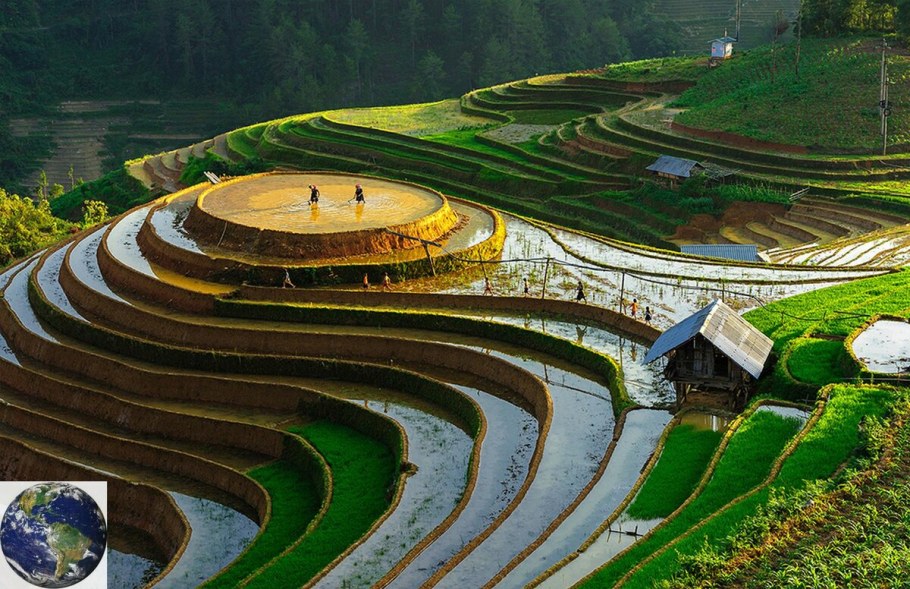 Рисовые террасы му Кан чай