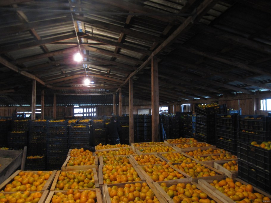 Хранение овощей на складе