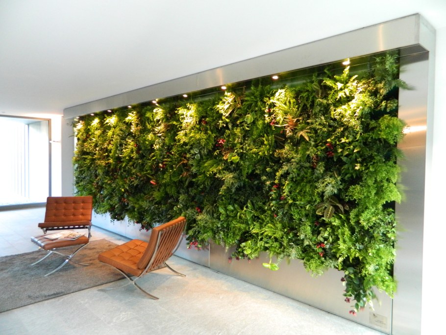 Сциндапсус фитостена