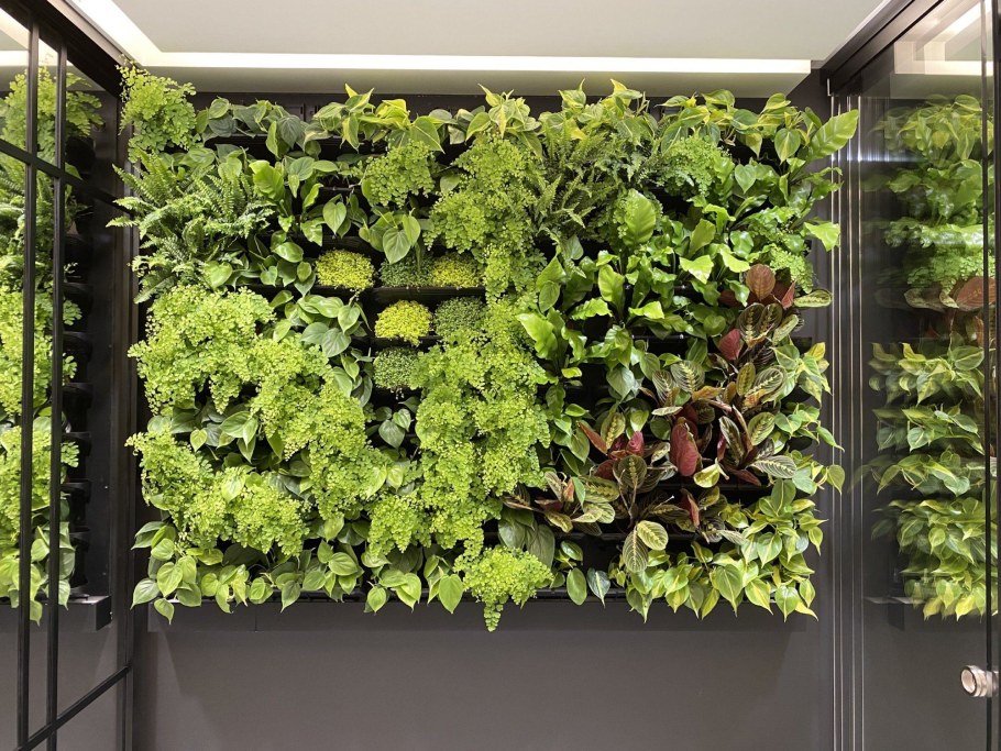 Вертикальное Озеленение Приднестровье