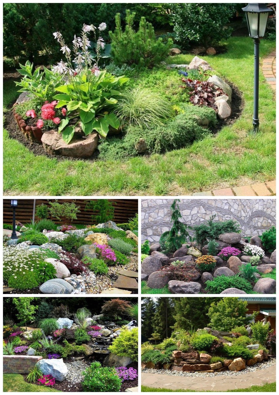 Цикорий альпинарии, Альпийская горка