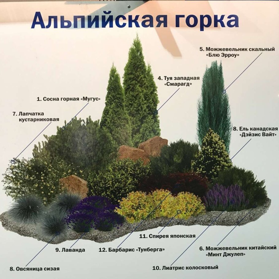 Альпийская горка Хвойная схема