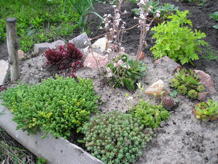 Альпийская горка родиола