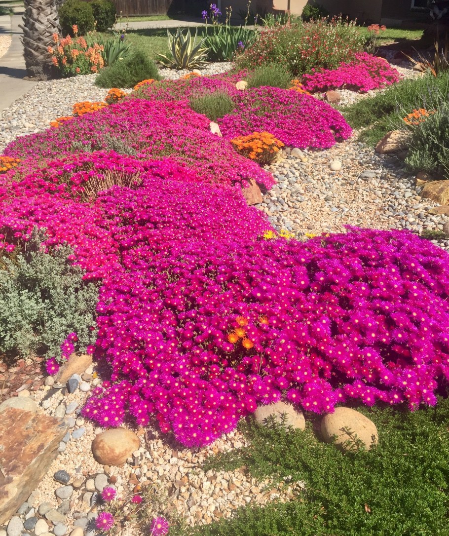 Обриета на альпийской Горке