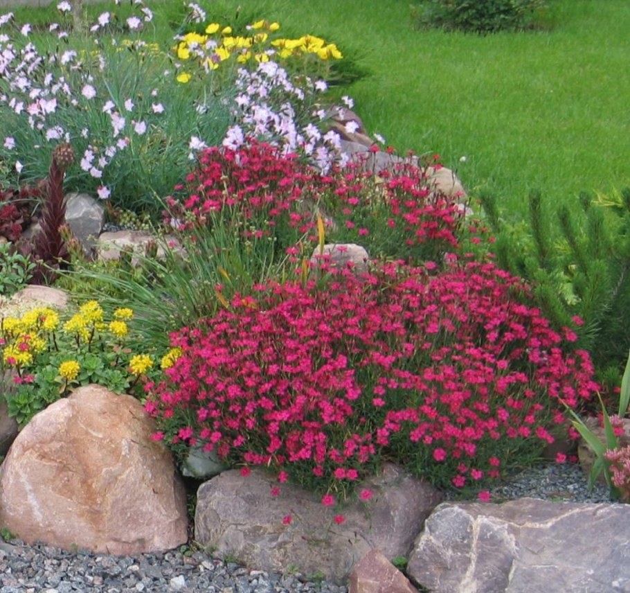 Гвоздика травянка флэшинг Лайт