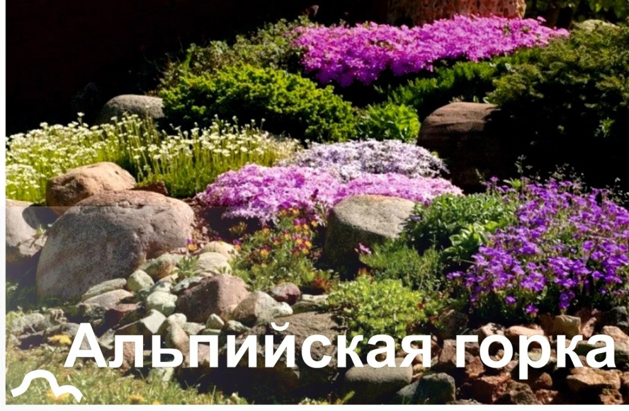 Обриетта спирея