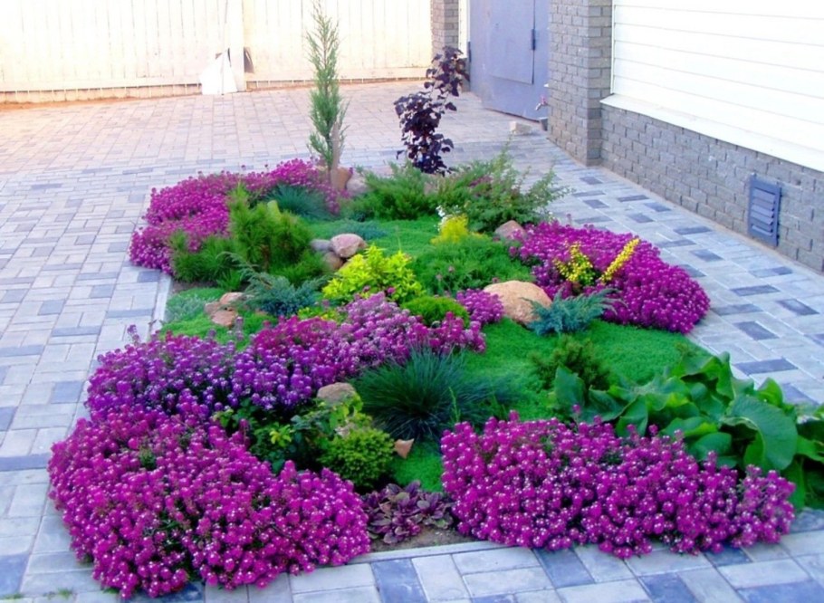 Агератум, Обриета, алиссум