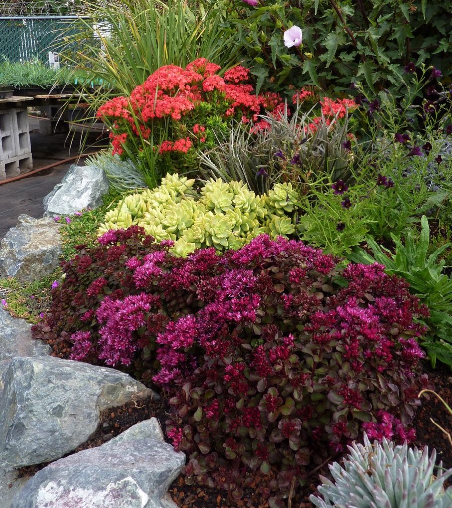 Sedum spurium 'Voodoo'