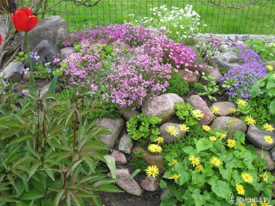 Примула в рокарии