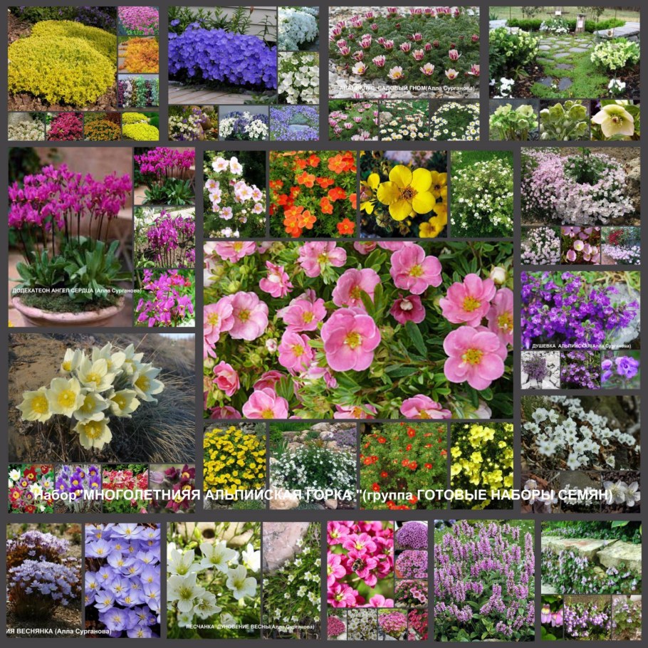 Растения для альпийской горки названия