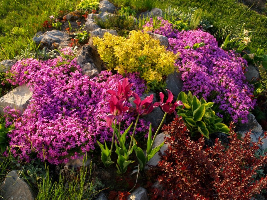 Безвременник на альпийской Горке