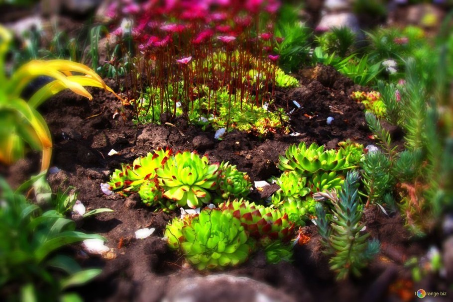 Морозник на альпийской Горке