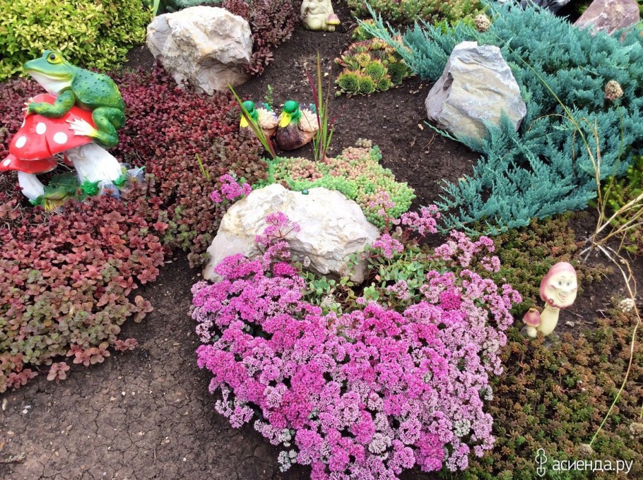 Седумы растения Альпийские горки